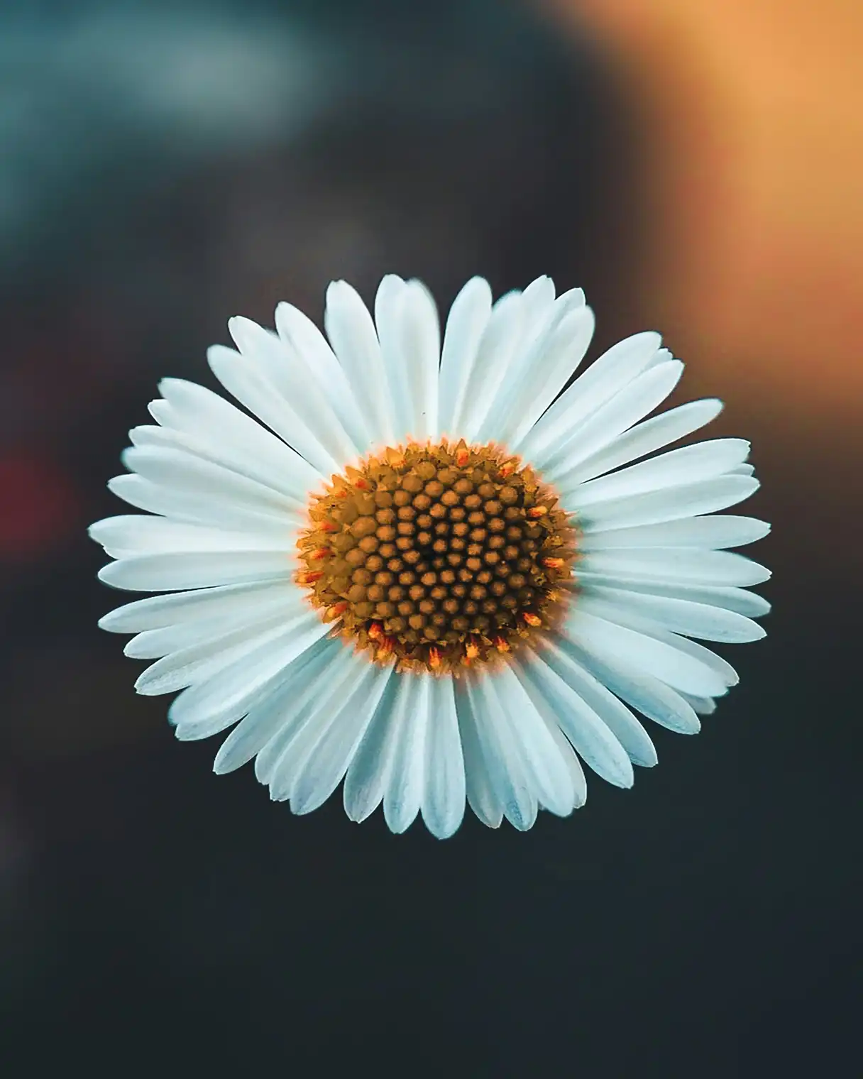 An image containing a flower.