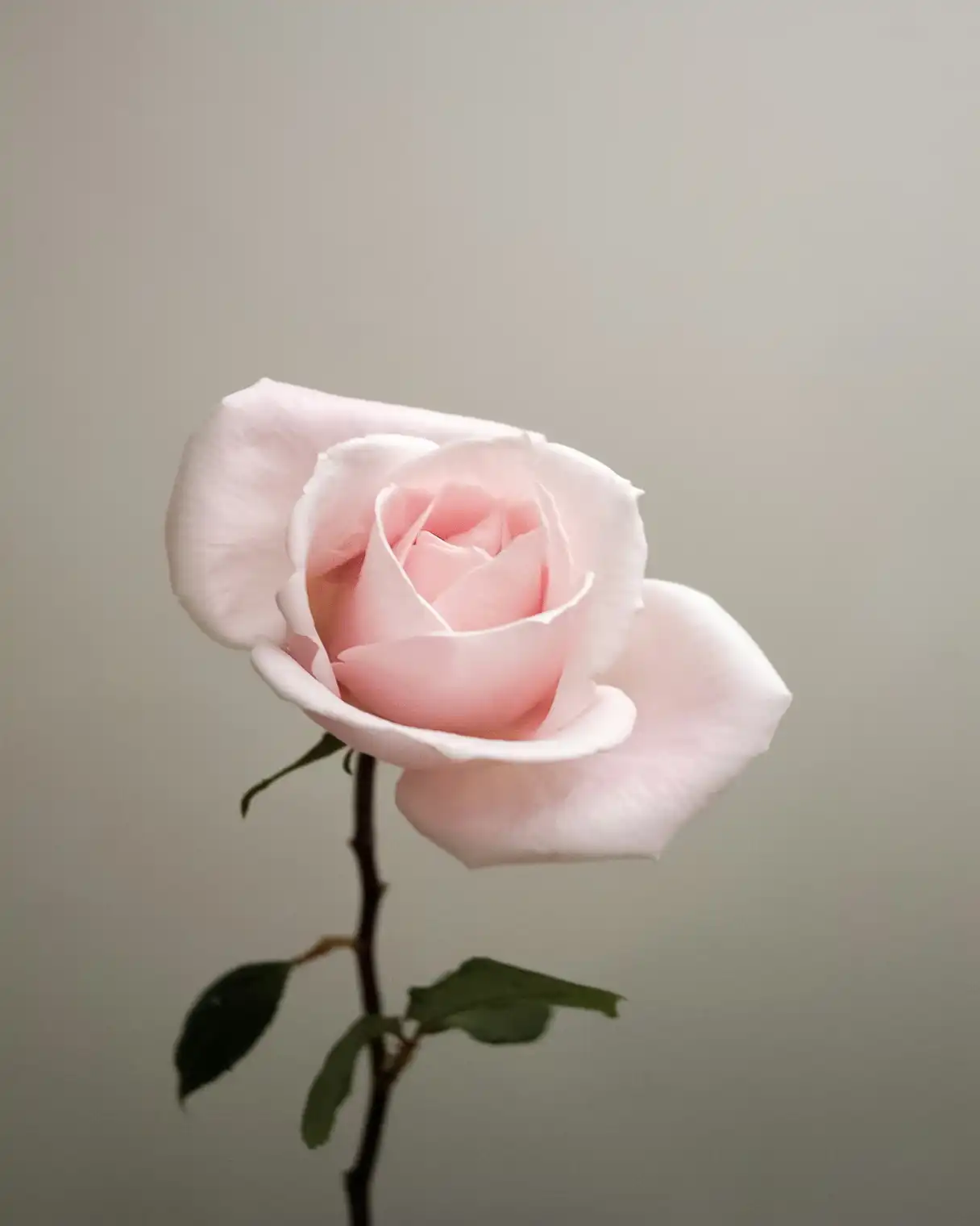 An image containing a flower.