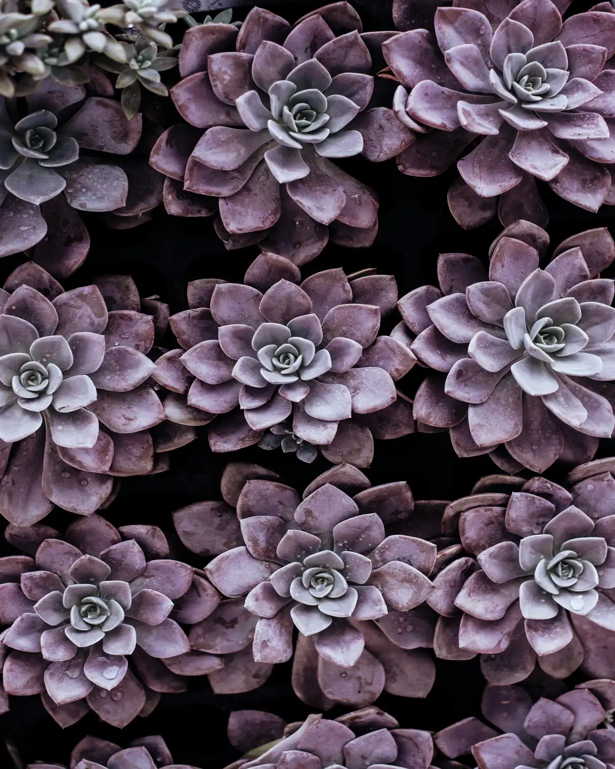 An image of a plant.